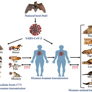 Zoonotic Disease Transmission Through the Aquatic Food Chain Introduction Zoonotic disease