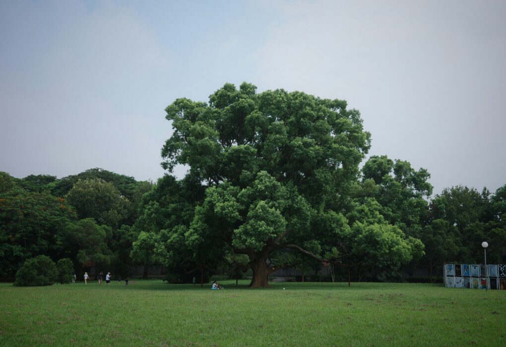 Discover Threetrees VN