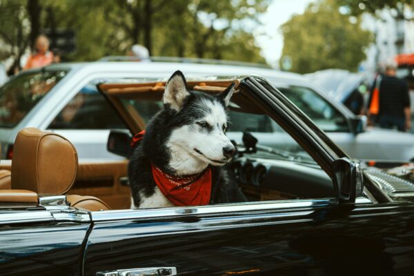 Reservoir Dogs 4 Kochece Mixtape