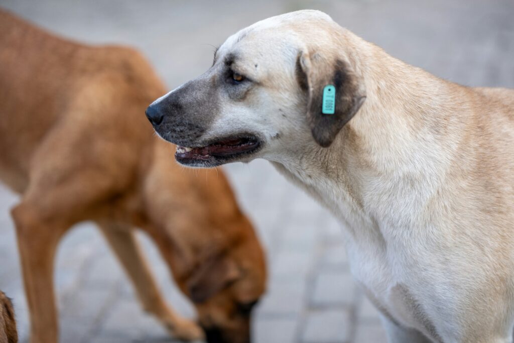 Reservoir Dogs 4 Kochece