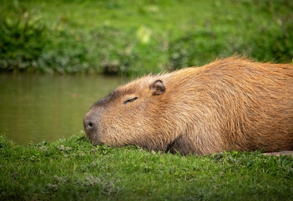 Capybara