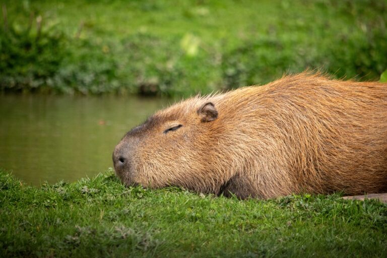 Capybara