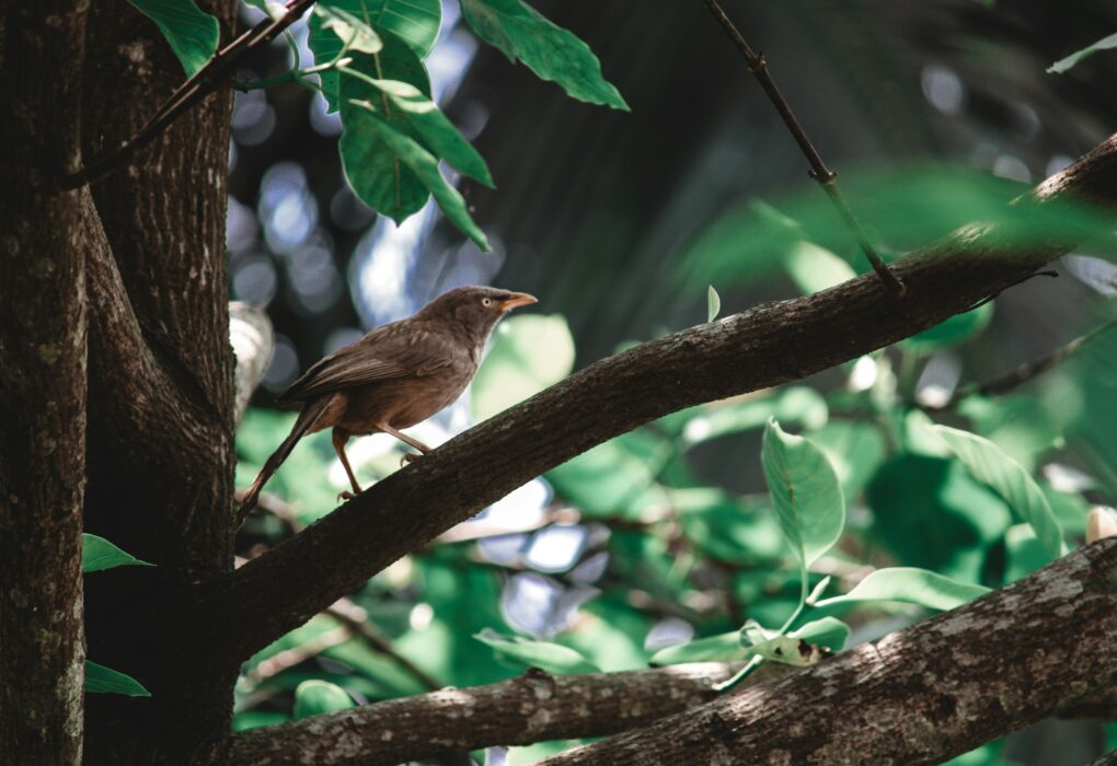 Daniella Elanga Profile