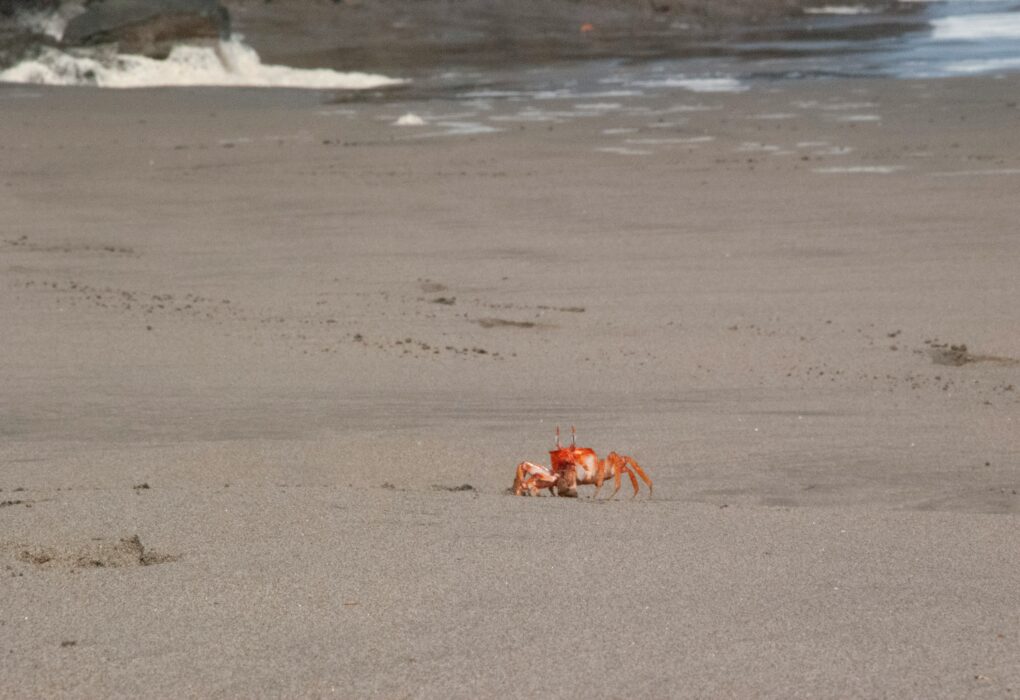 Best Crab Puns and Jokes