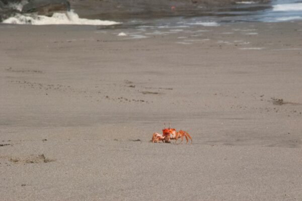 Best Crab Puns and Jokes