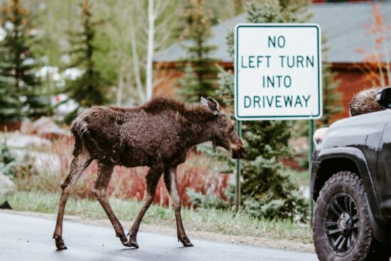 Best Moose Puns and Jokes That Will Make You Laugh
