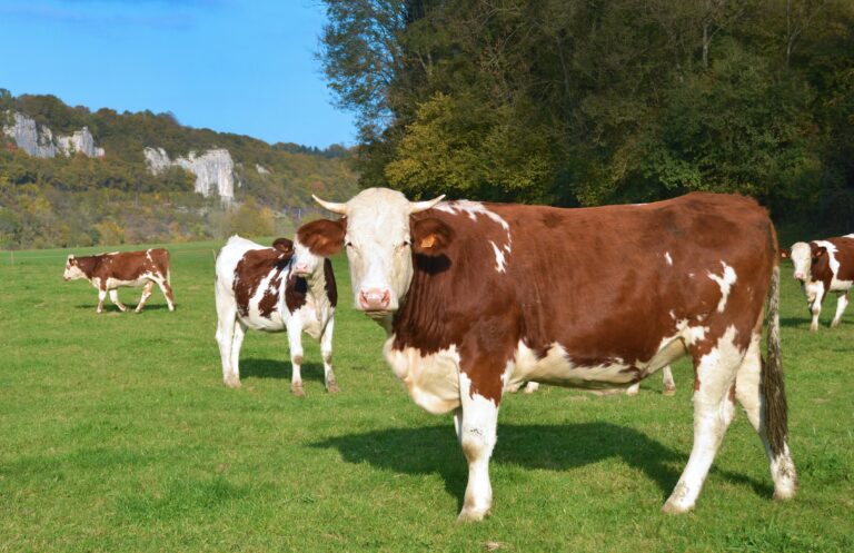 Cow Puns Moo Collection