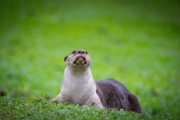 Otter Puns Collection – Adorable, Clever & Funny