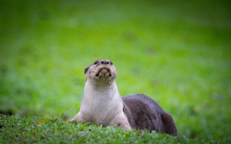 Otter Puns Collection – Adorable, Clever & Funny