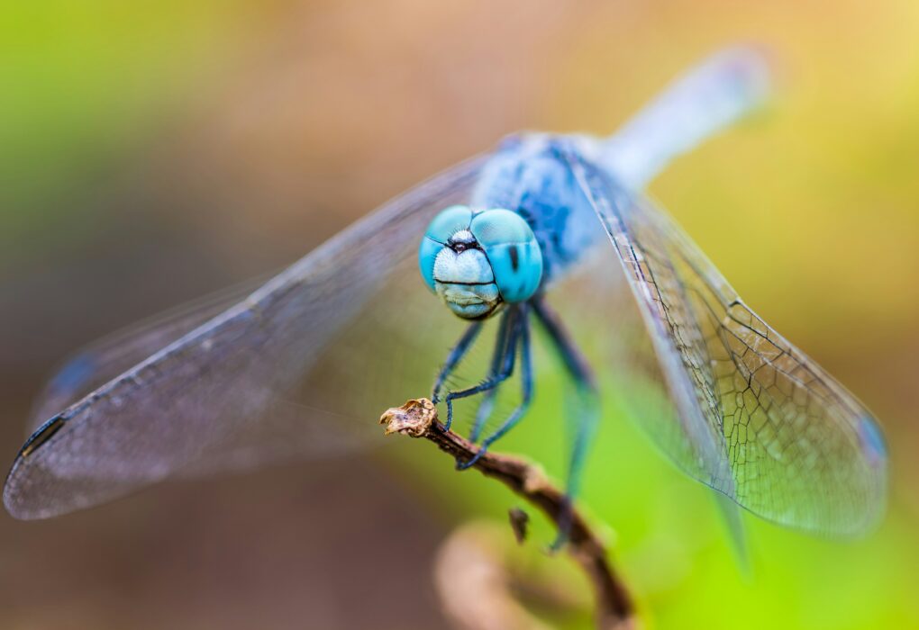 Dragonfly Symbolization