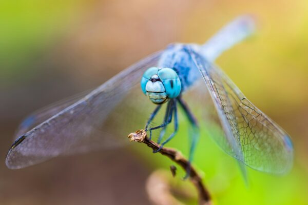 Dragonfly Symbolization
