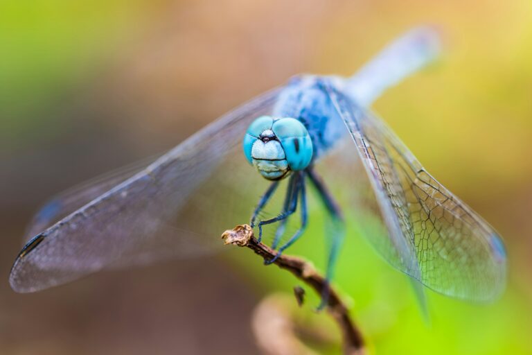 Dragonfly Symbolization