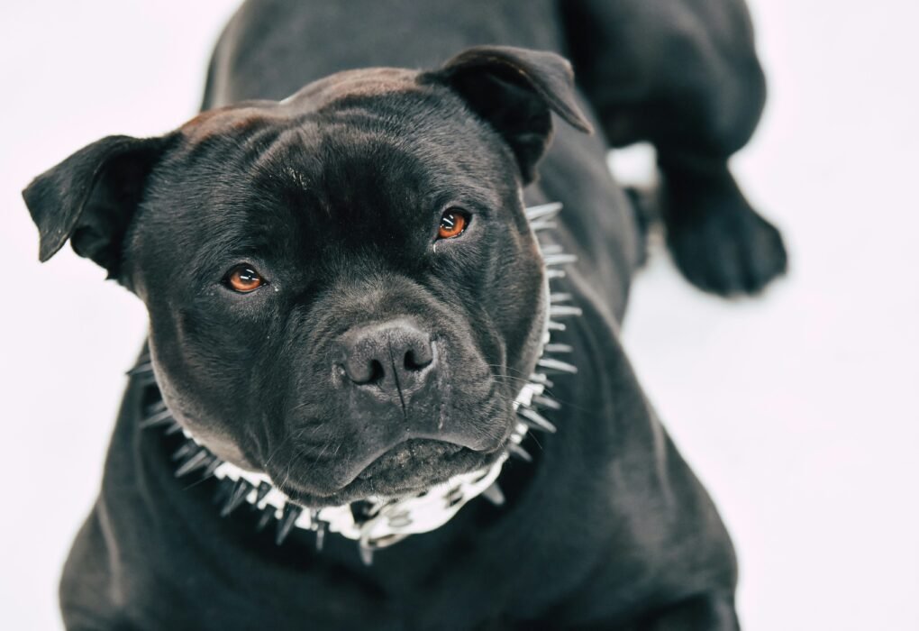 XL Bully Deaths in the UK
