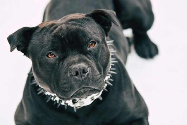 XL Bully Deaths in the UK