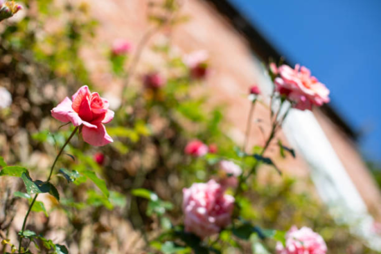 Roses Retreat Prestwich